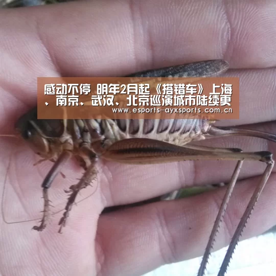感动不停 明年2月起《搭错车》上海、南京、武汉、北京巡演城市陆续更新中“ayx”(图1) 爱游戏下载